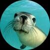 sealthedeal2